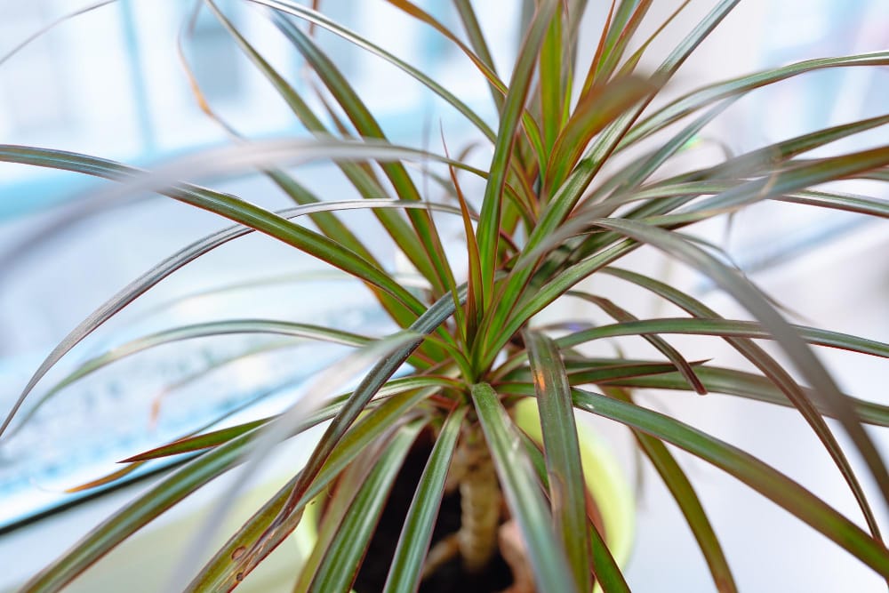 Dracaena marginata sau copacul dragon